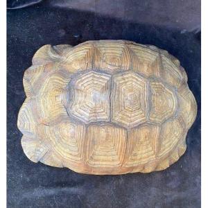 Very Large Sand Turtle Shell