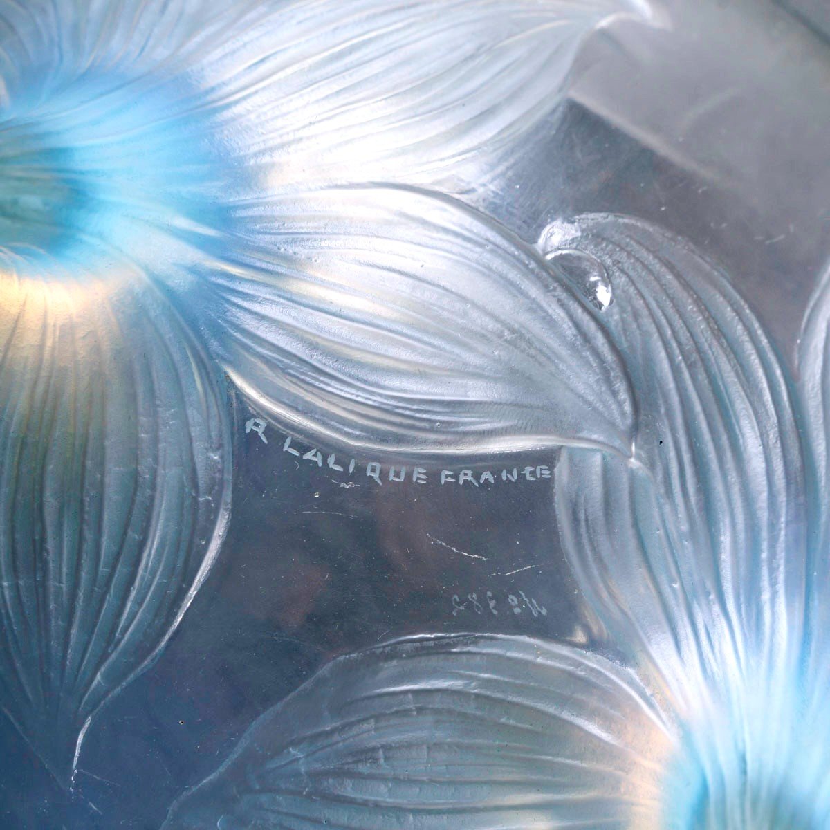 1924 René Lalique - Coupe Lys Verre Opalescent Patiné Bleu-photo-4