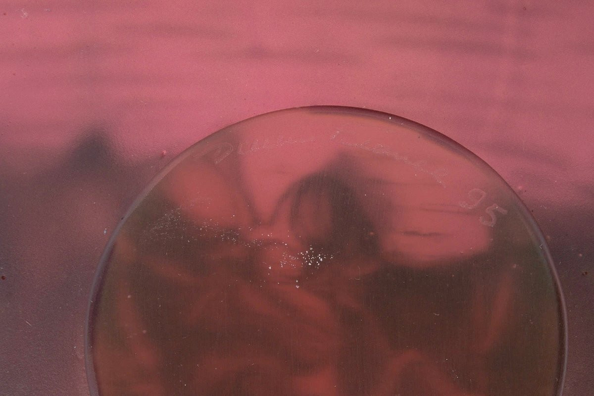 Daum France - Coupe Fleur d'Orchidée Cristal - NEUF EN COFFRET-photo-2