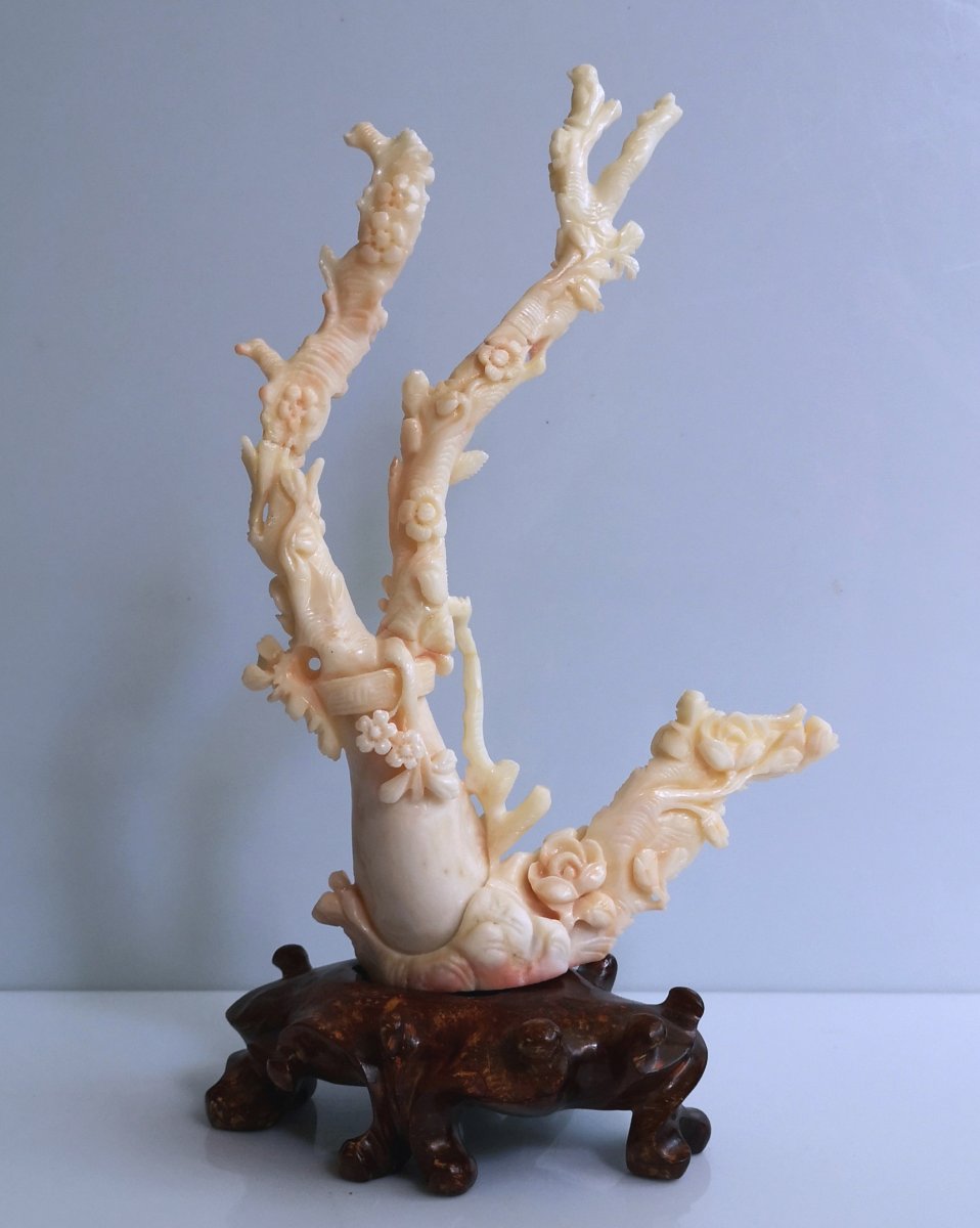 Carved Coral - Late 19th - Sun 19 X 14 - 195 Gr On Base-photo-2