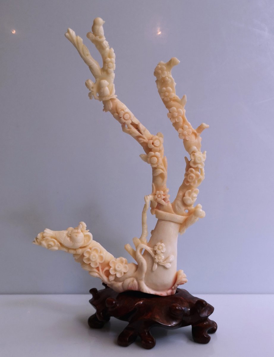 Carved Coral - Late 19th - Sun 19 X 14 - 195 Gr On Base