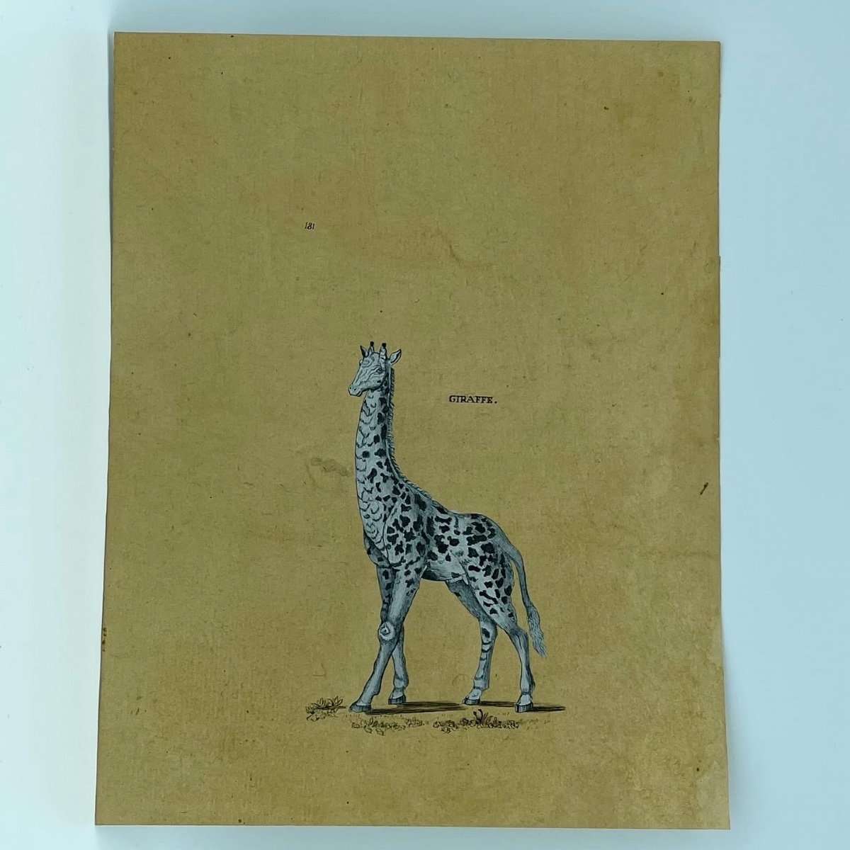 Trois Dessins Rehaussés De Ayak , Zebra , Giraffe Vers 1800-photo-3