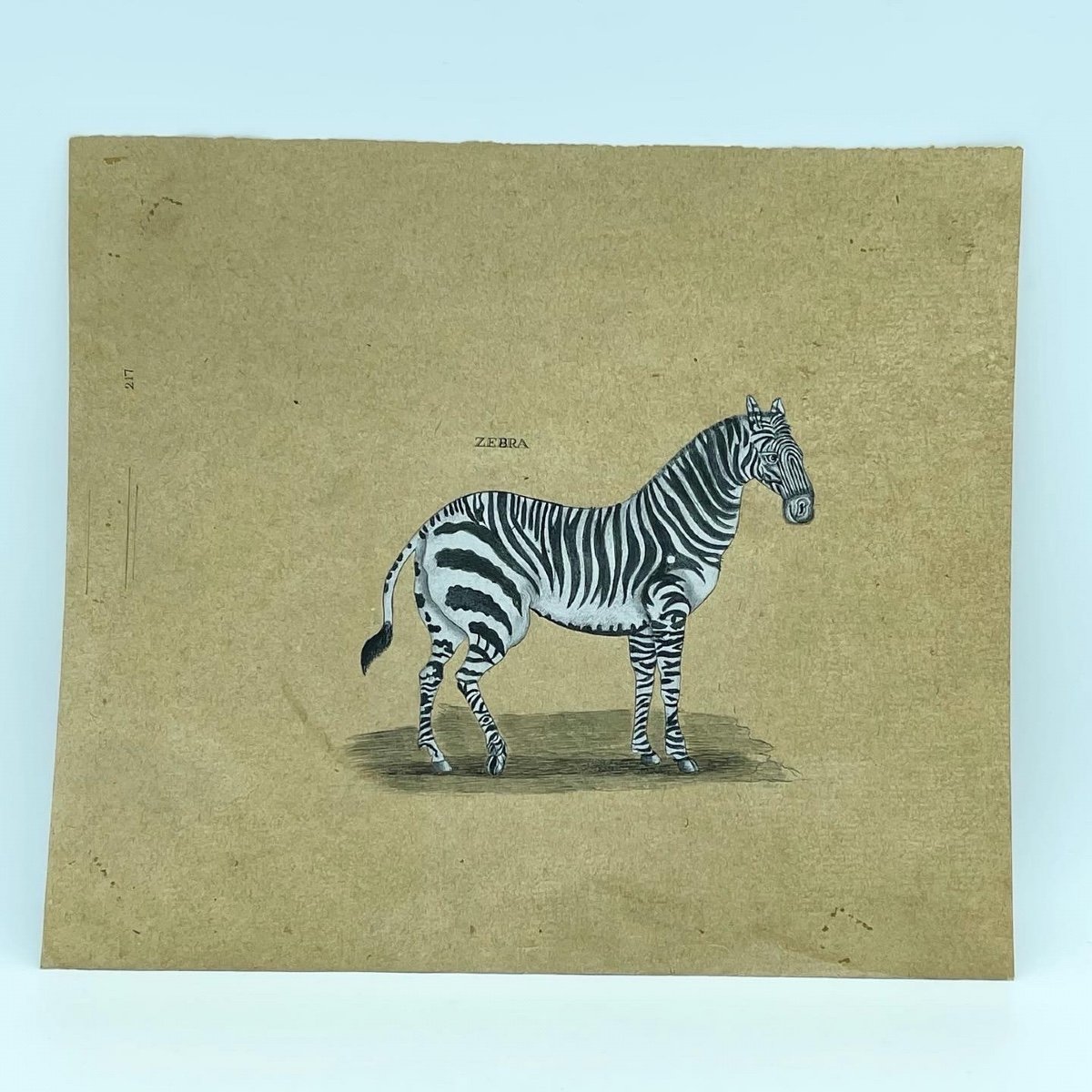 Trois Dessins Rehaussés De Ayak , Zebra , Giraffe Vers 1800