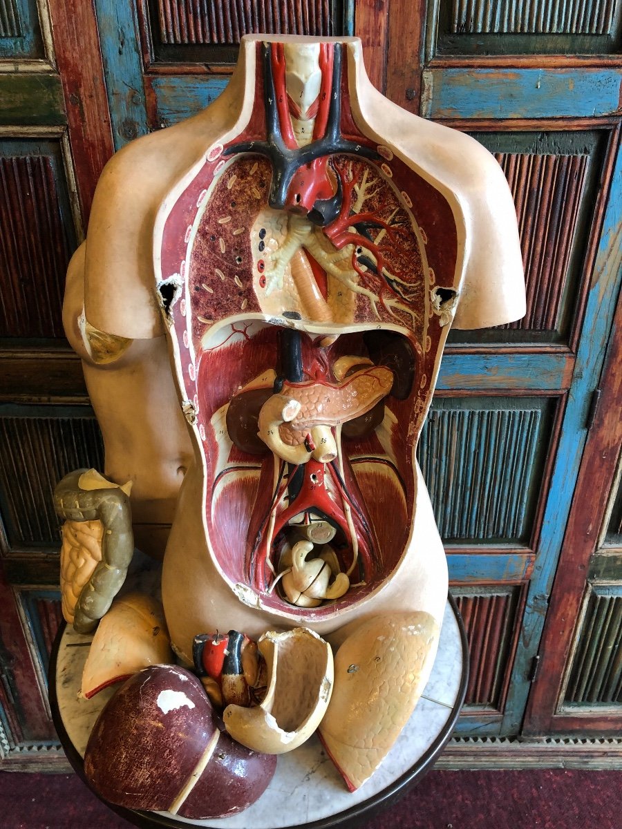 Torse De Femme clastique  Anatomique écorchée- écorché  Début XXéme -photo-8