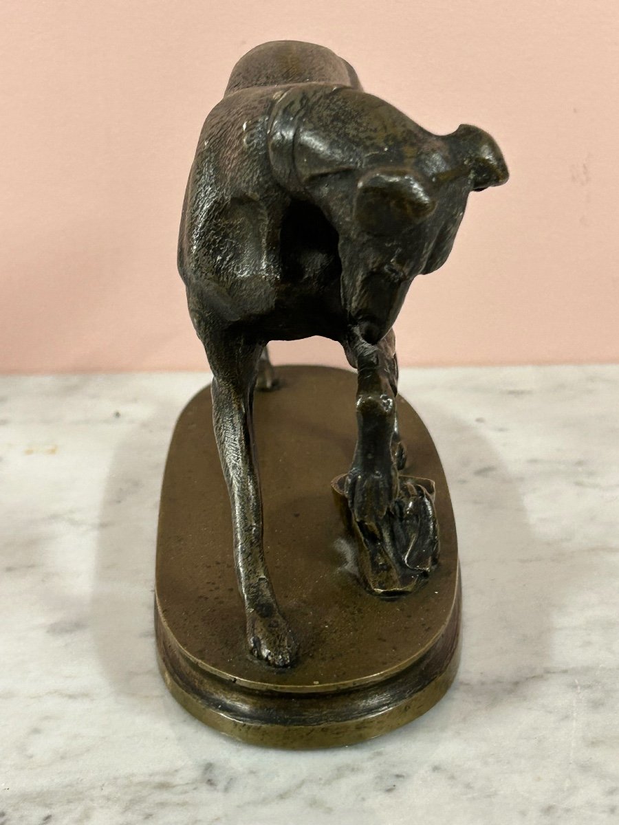 Petite Bronze à Deux Patine  Fin XIXéme «  La Levrette Blessée « chien en bronze-photo-3