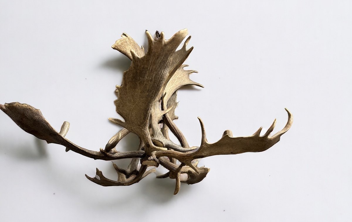 Important Lustre En Bois D’élan Début XXéme Siècle- bois de cerf-photo-3