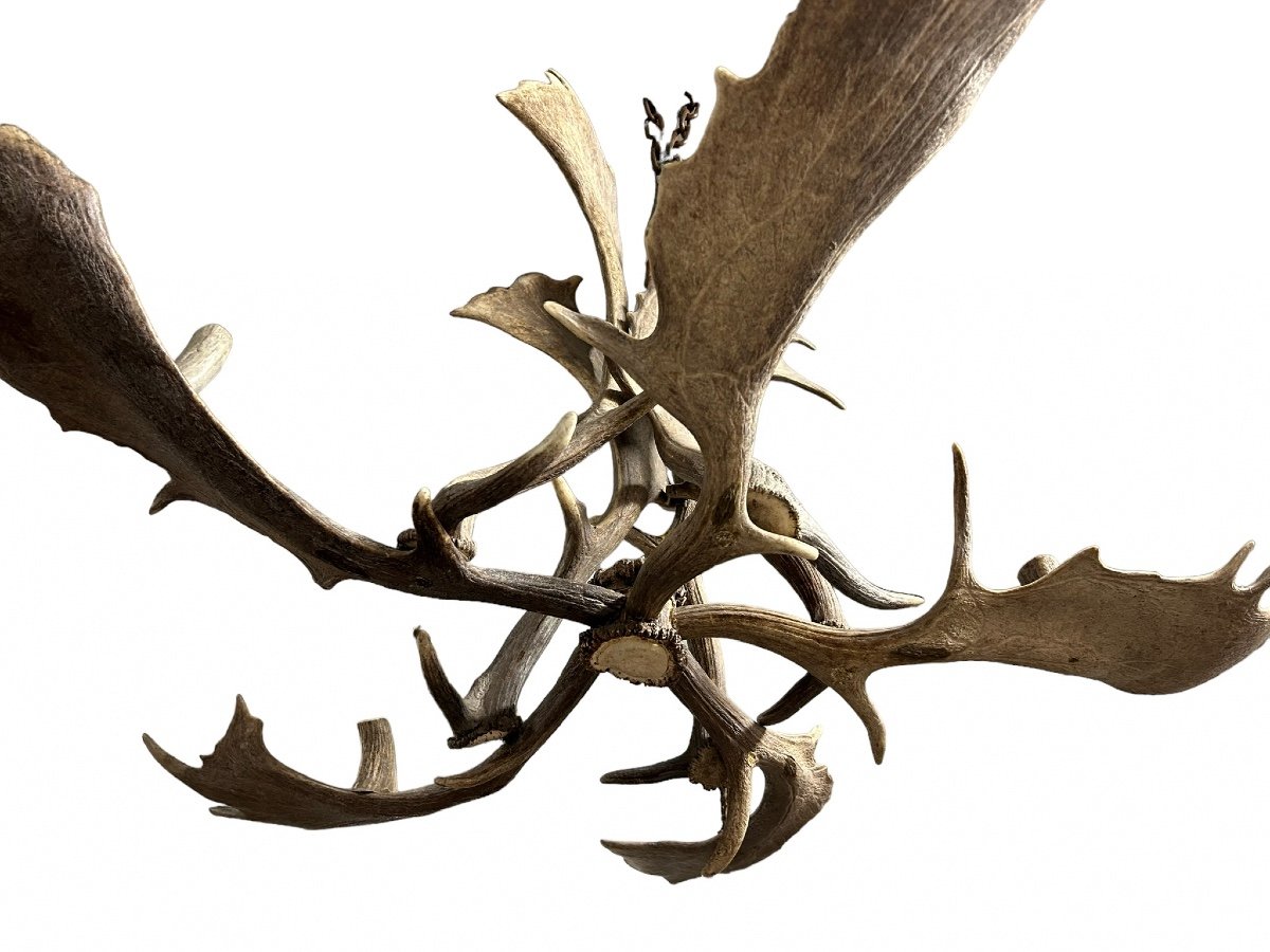 Important Lustre En Bois D’élan Début XXéme Siècle- bois de cerf-photo-4