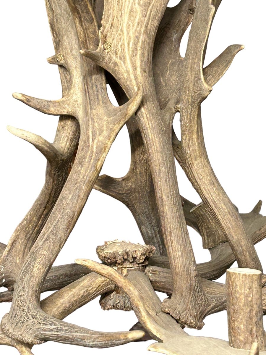 Important Lustre En Bois D’élan Début XXéme Siècle- bois de cerf-photo-4