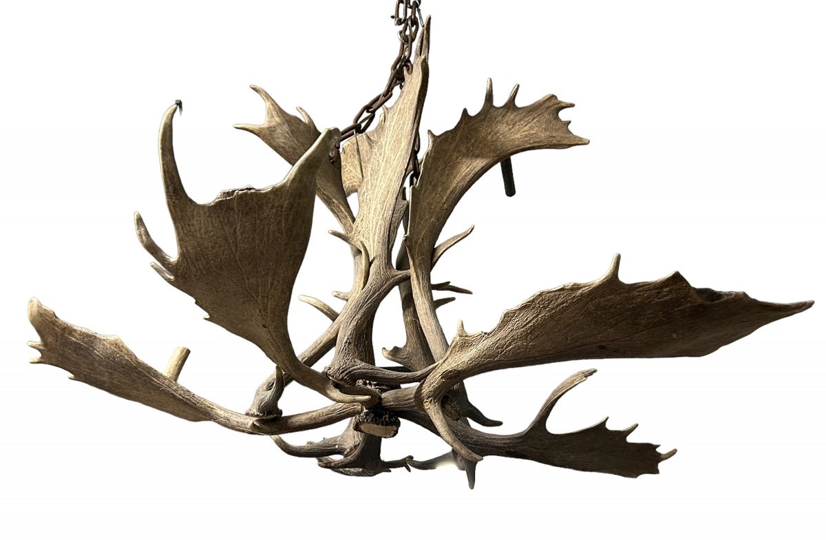 Important Lustre En Bois D’élan Début XXéme Siècle- bois de cerf-photo-8