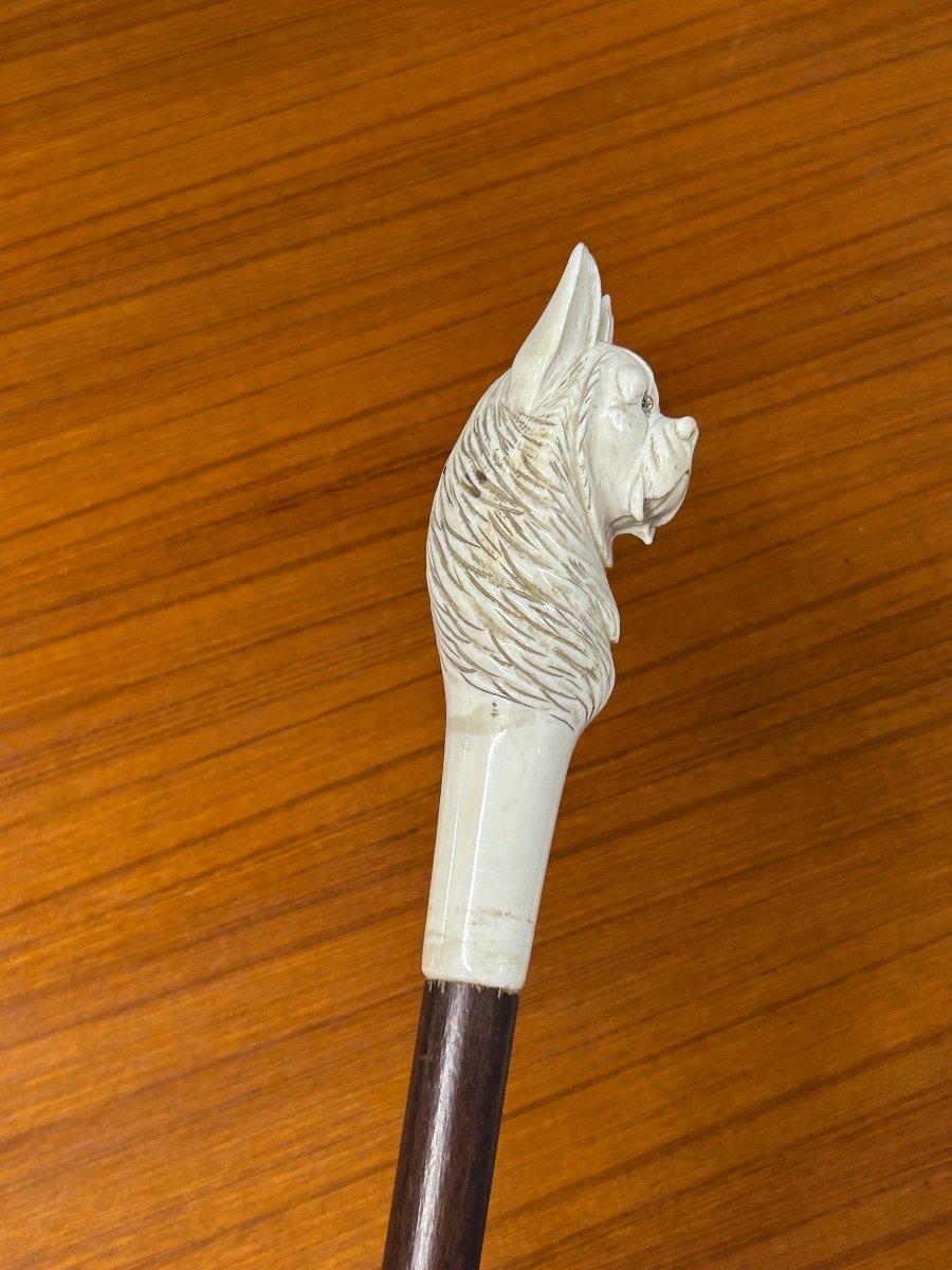 Canne Ancienne Ou Bâton De Marche Pommeau Tête De Chien En Ivoire Sculpté époque Fin XIXéme -photo-2