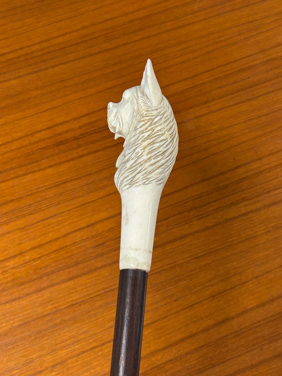 Canne Ancienne Ou Bâton De Marche Pommeau Tête De Chien En Ivoire Sculpté époque Fin XIXéme -photo-4