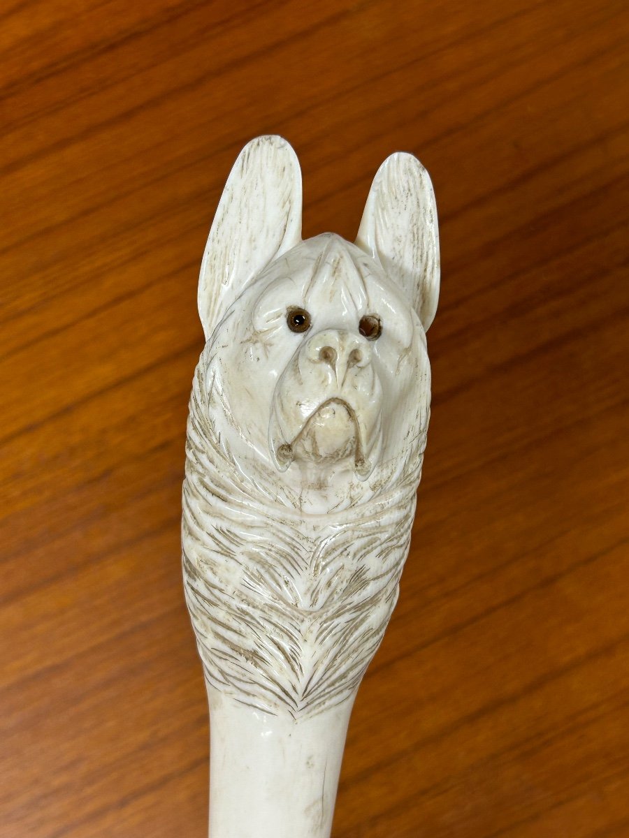 Canne Ancienne Ou Bâton De Marche Pommeau Tête De Chien En Ivoire Sculpté époque Fin XIXéme -photo-1