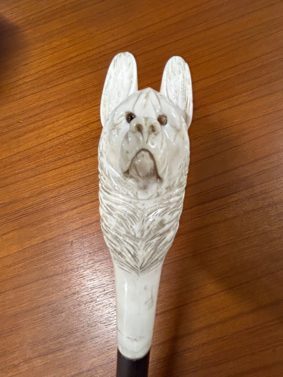 Canne Ancienne Ou Bâton De Marche Pommeau Tête De Chien En Ivoire Sculpté époque Fin XIXéme -photo-6