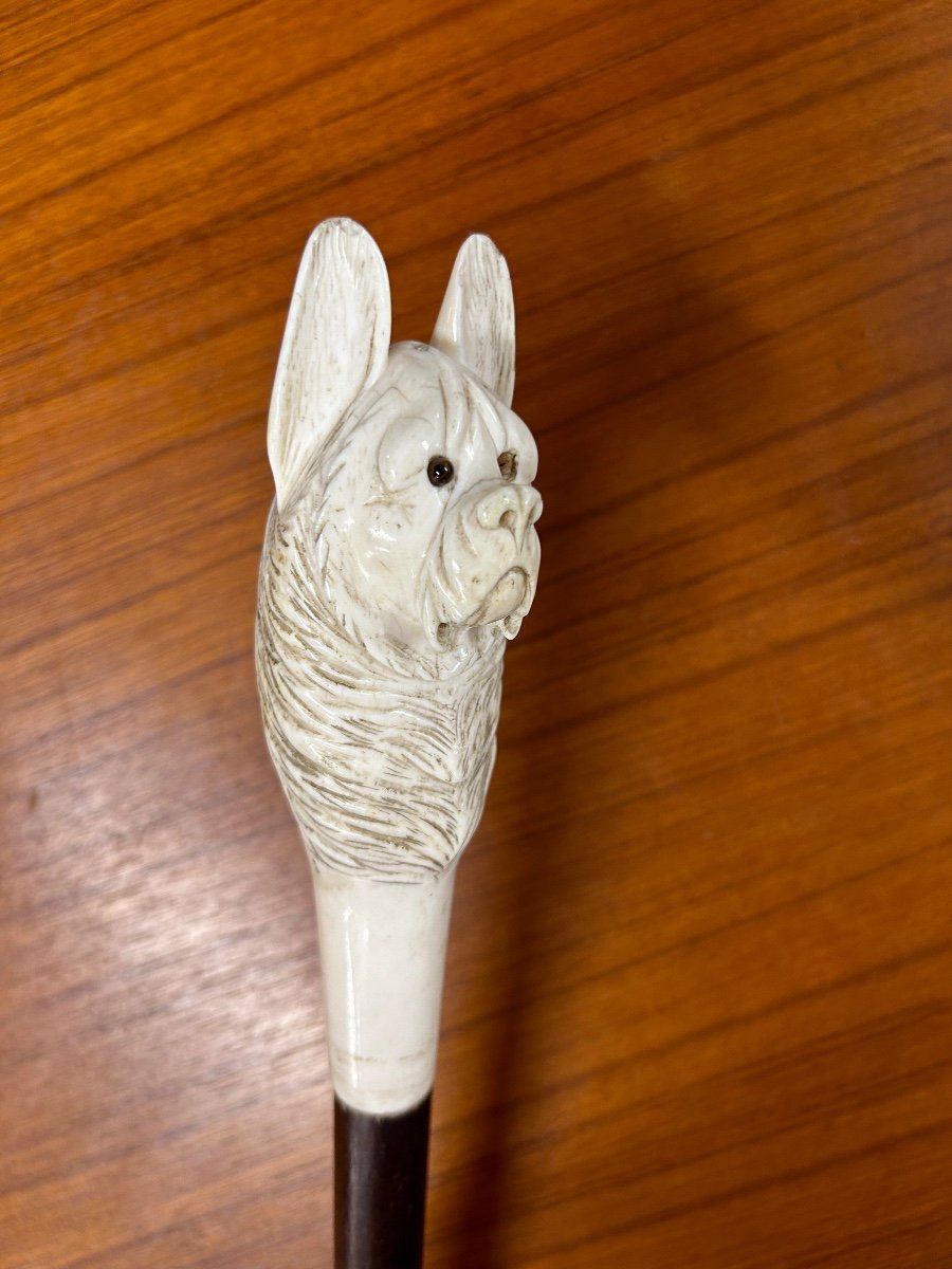 Canne Ancienne Ou Bâton De Marche Pommeau Tête De Chien En Ivoire Sculpté époque Fin XIXéme -photo-7