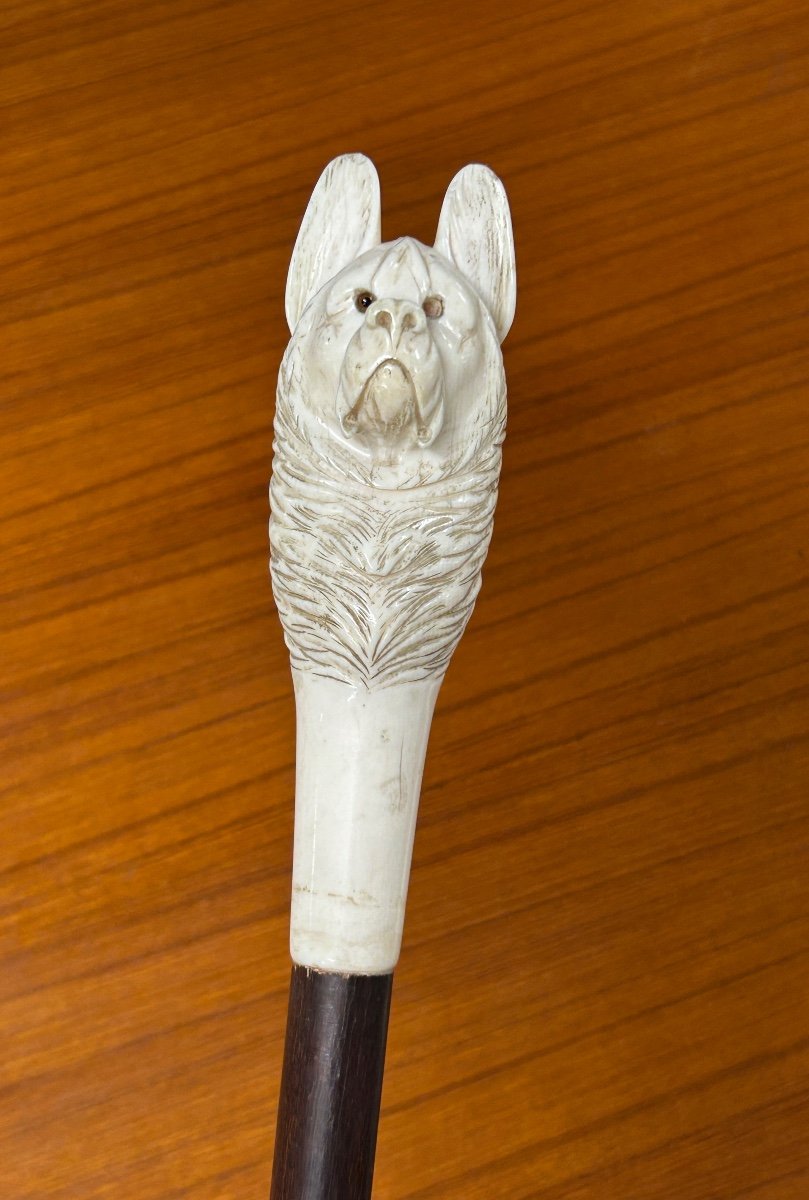 Canne Ancienne Ou Bâton De Marche Pommeau Tête De Chien En Ivoire Sculpté époque Fin XIXéme 