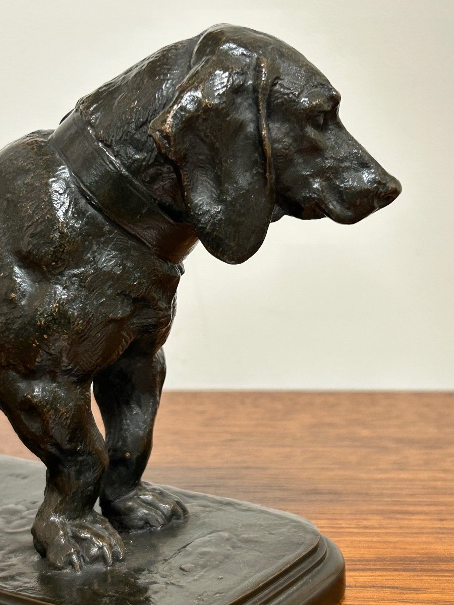 Antoine-louis Barye (1795-1865) Basset Standing Head To The Left Barbedienne Cast 19th Century -photo-5