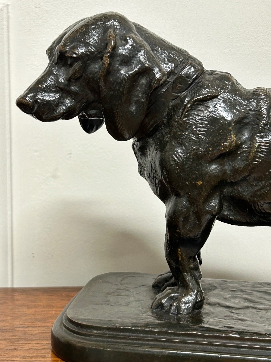 Antoine-louis Barye (1795-1865) Basset Standing Head To The Left Barbedienne Cast 19th Century -photo-8