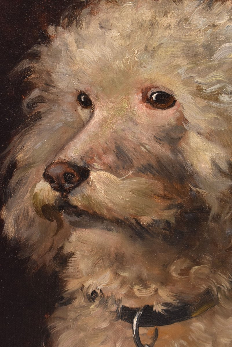 Dogs Portrait Painting, Poodle, Oil On Canvas, Antique Painting, XIX Century. (qa656) -photo-1