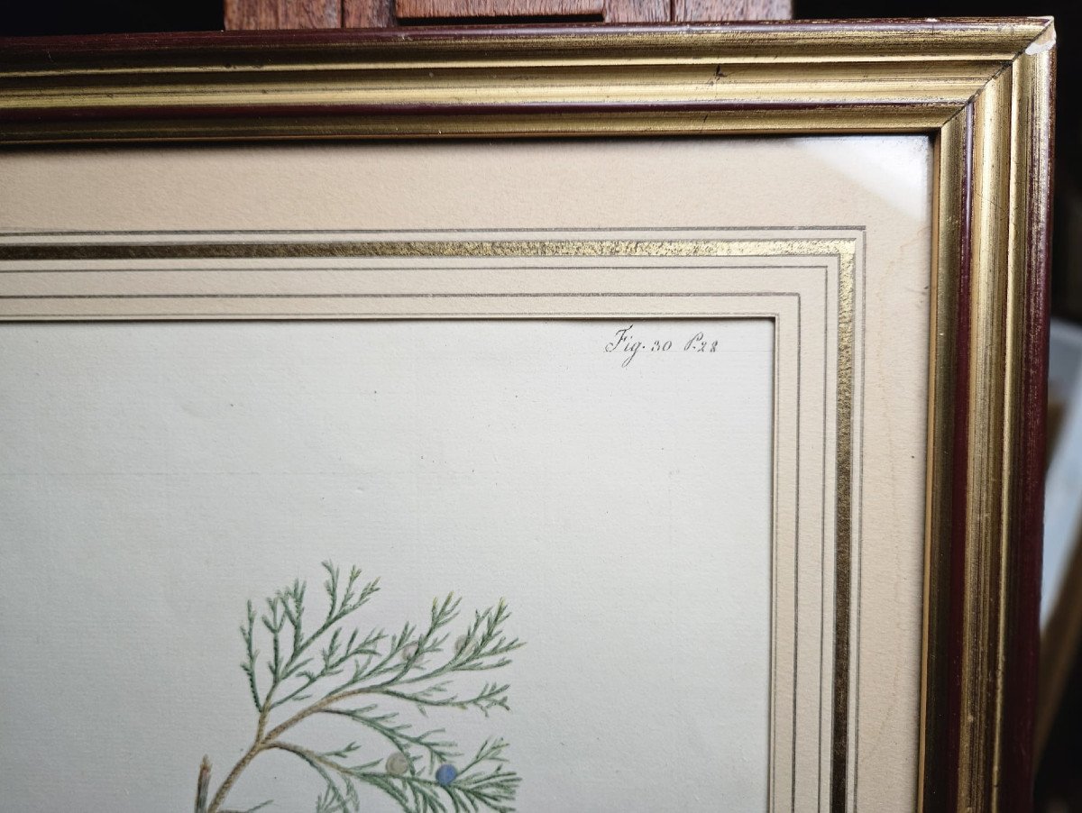 The Savinier Juniper, Watercolor For A 19th Century Flora-photo-2