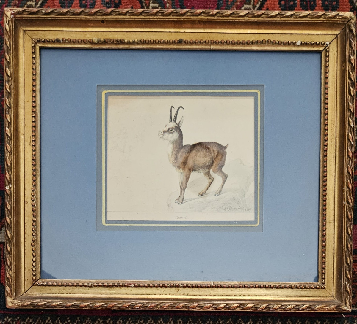 Chamois, Watercolor Gouache Over Pencil By Charles Humbert, 1847-photo-4
