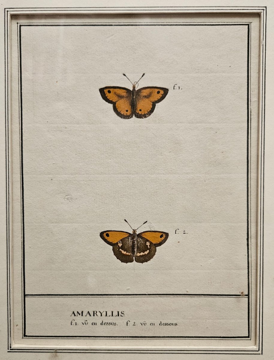 Papillons, aquarelles pour un ouvrage de lepidoptèrologie, travail Français du XIXème-photo-2