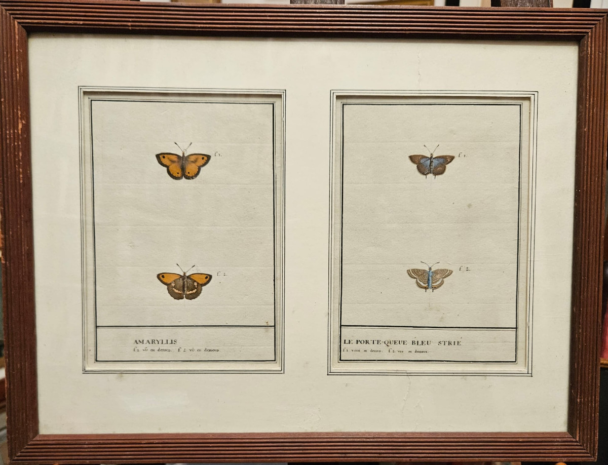 Papillons, aquarelles pour un ouvrage de lepidoptèrologie, travail Français du XIXème