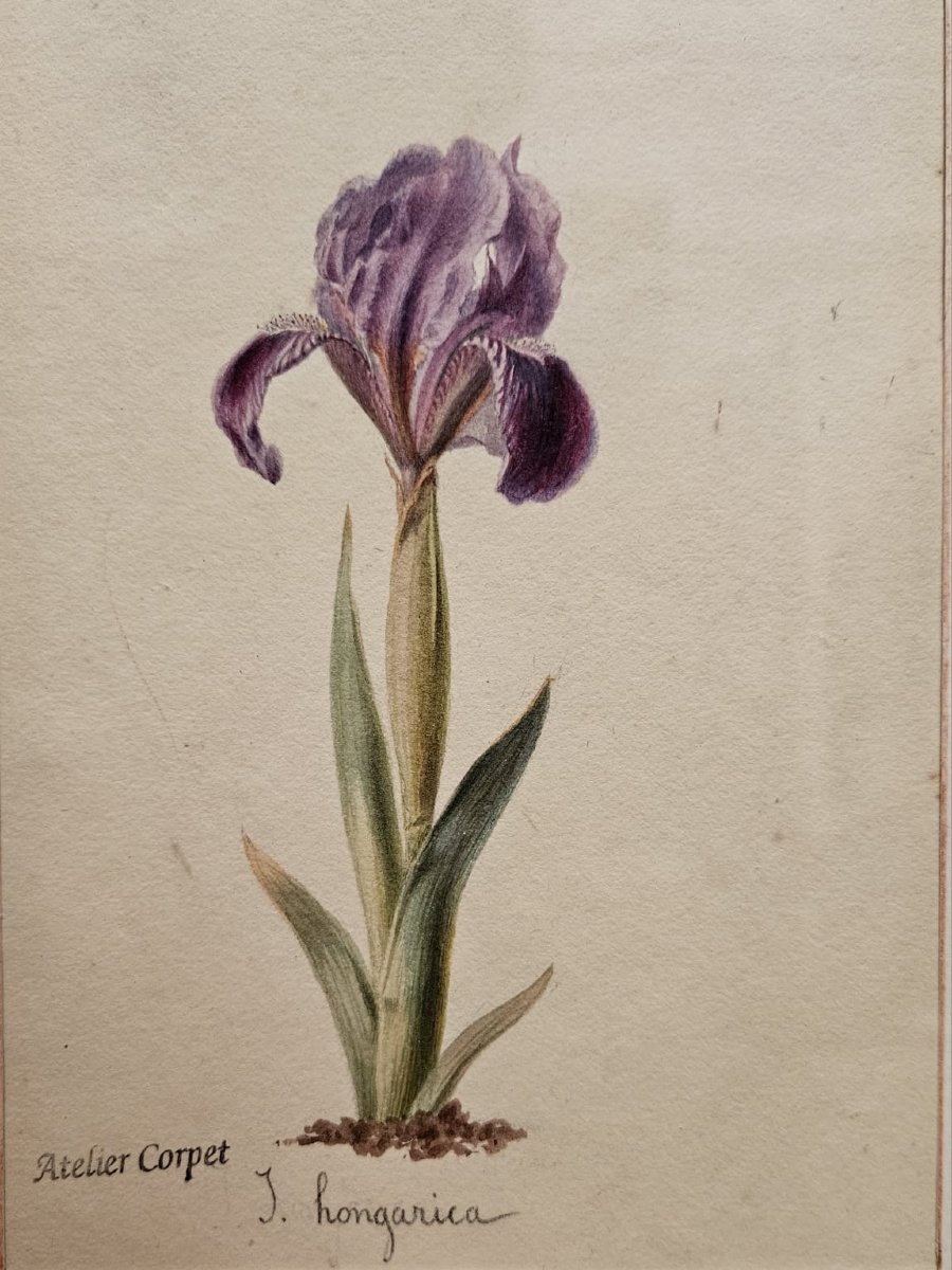Paire d'aquarelles: Iris de Charles Etienne Corpet-photo-2