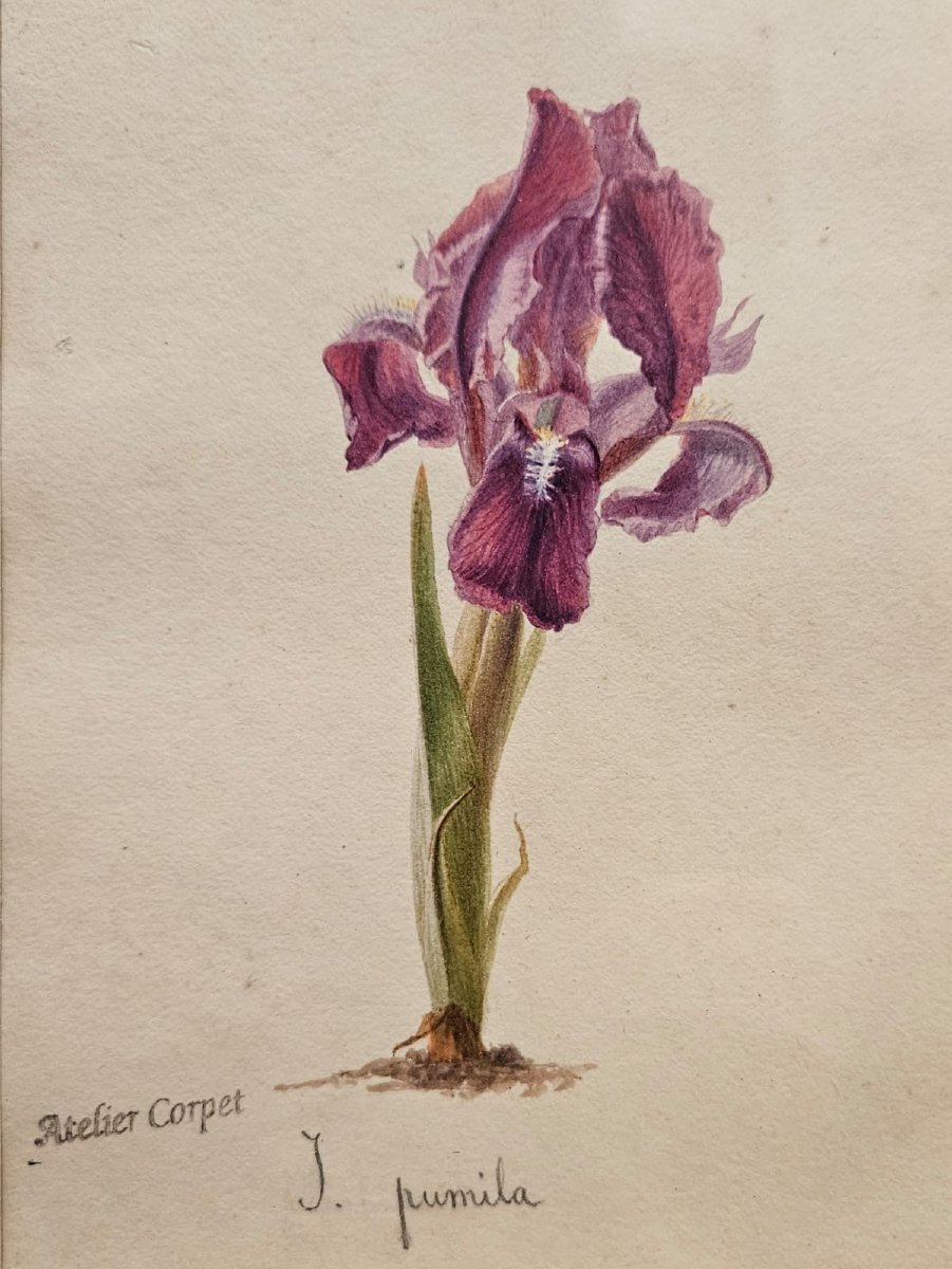 Paire d'aquarelles: Iris de Charles Etienne Corpet-photo-3
