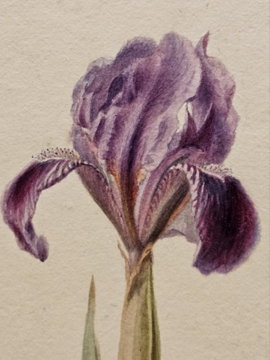 Paire d'aquarelles: Iris de Charles Etienne Corpet-photo-4
