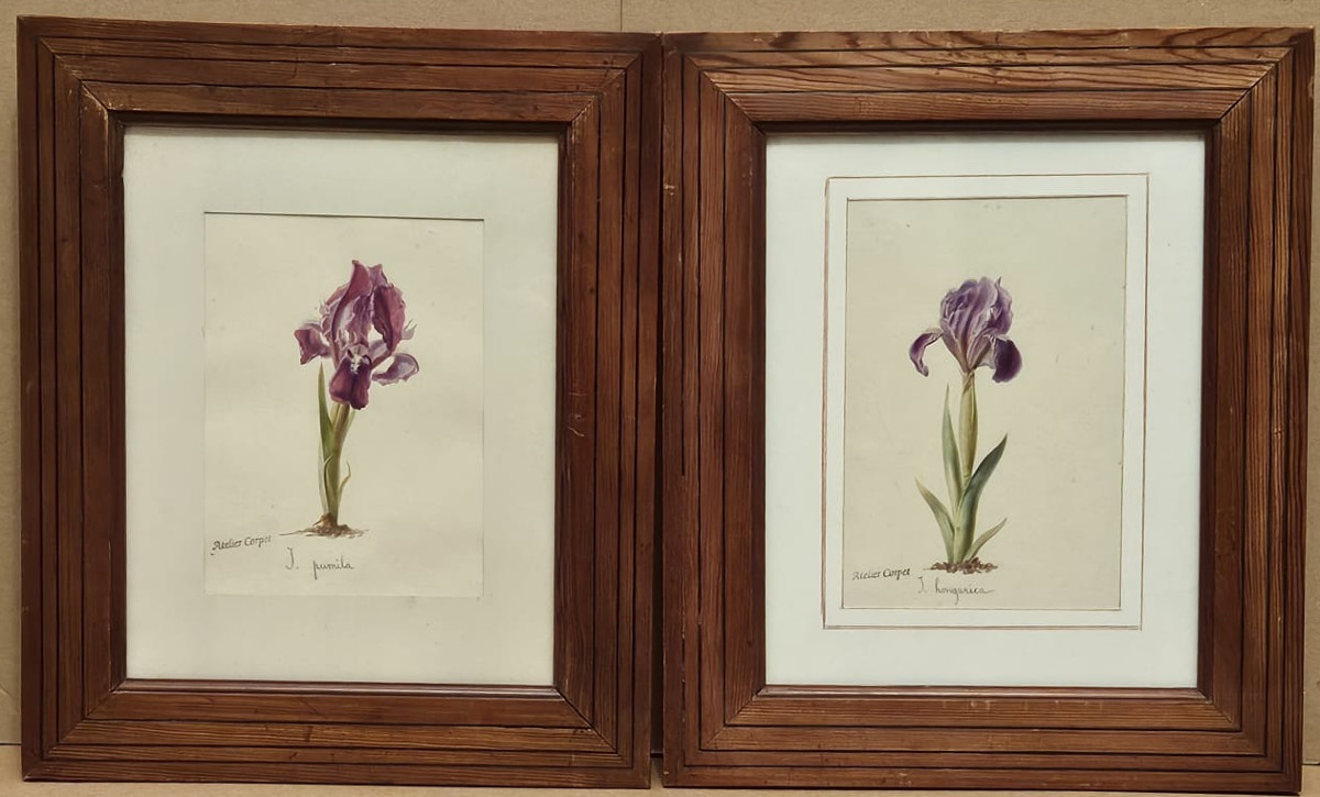 Paire d'aquarelles: Iris de Charles Etienne Corpet