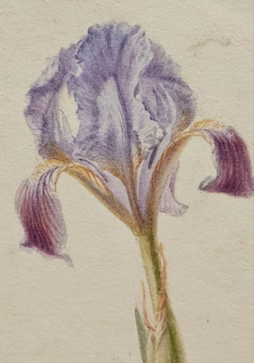 Iris: Pumilla Coerulea, Watercolor, Atelier Corpet-photo-3