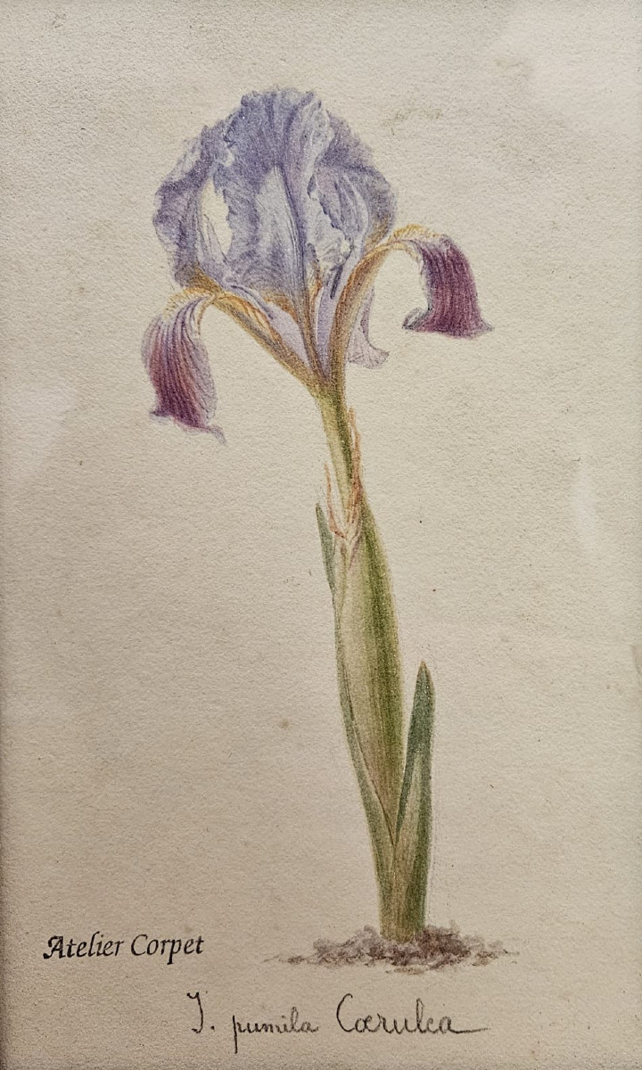 Iris: Pumilla Coerulea, Watercolor, Atelier Corpet