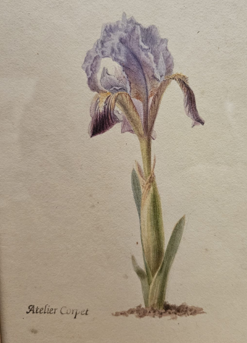 Iris, Watercolor, Atelier Corpet