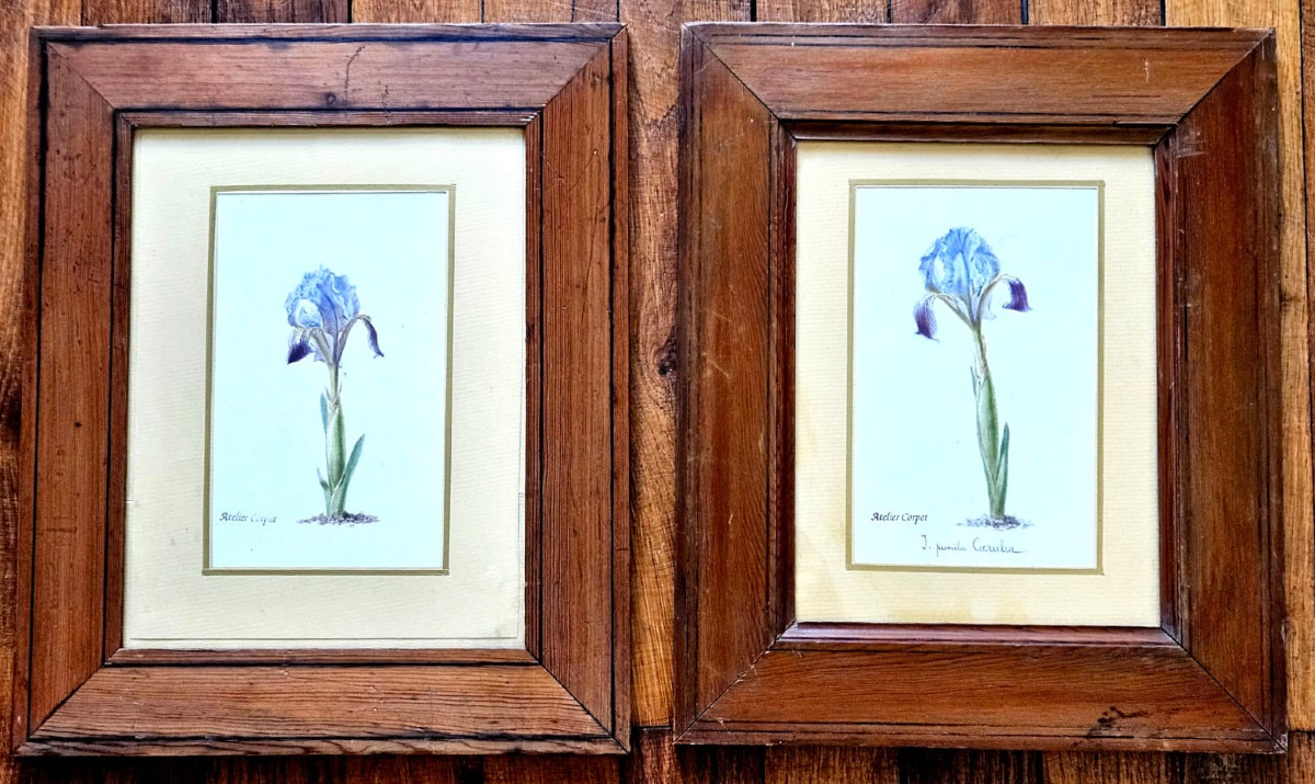 Iris: Pumilla Coerulea, 2 Watercolors, Atelier Corpet