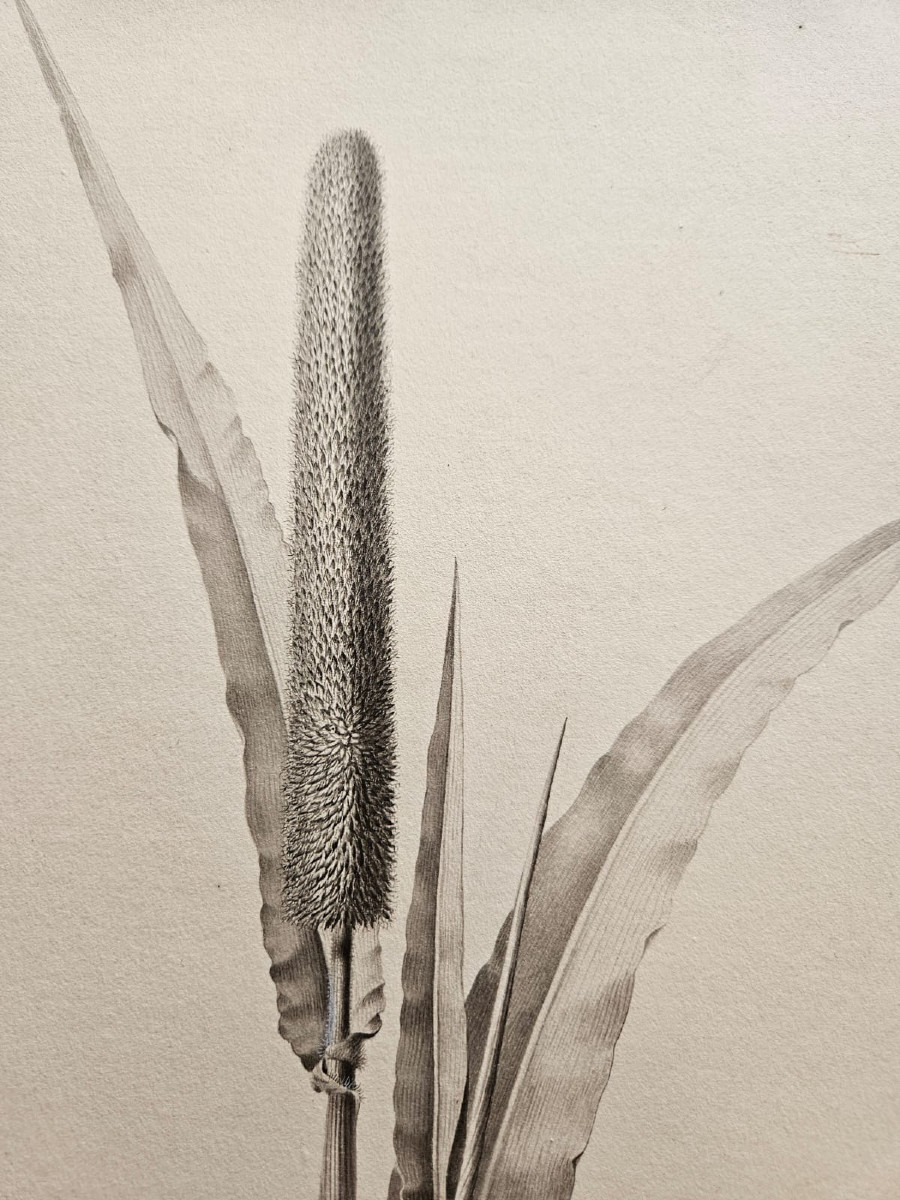 Roseau (pennistetum typhoideum), dessin au crayon par Jean-François Turpin (1775-1840)-photo-2