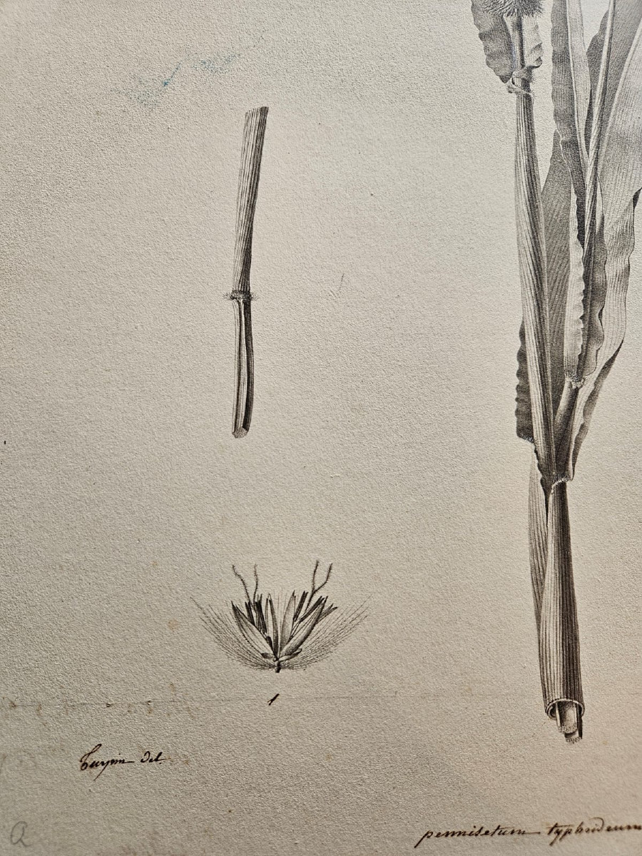 Roseau (pennistetum typhoideum), dessin au crayon par Jean-François Turpin (1775-1840)-photo-3