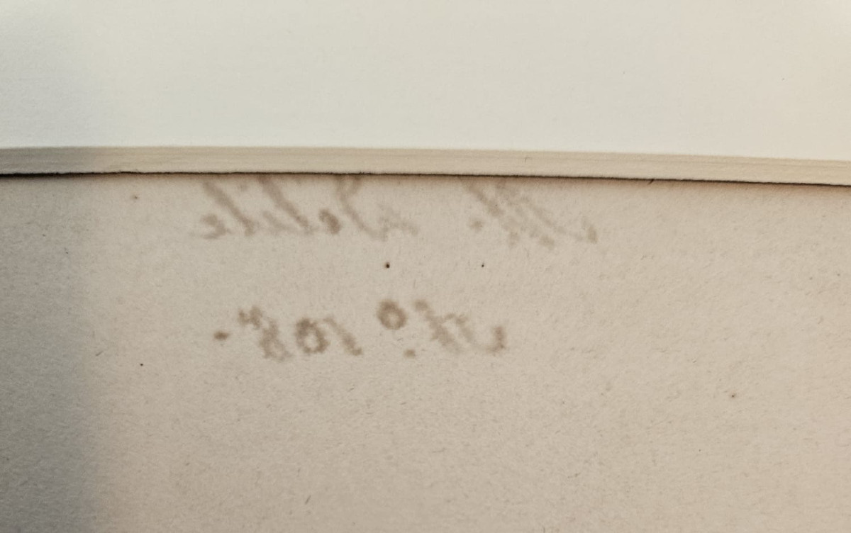 Roseau (pennistetum typhoideum), dessin au crayon par Jean-François Turpin (1775-1840)-photo-4