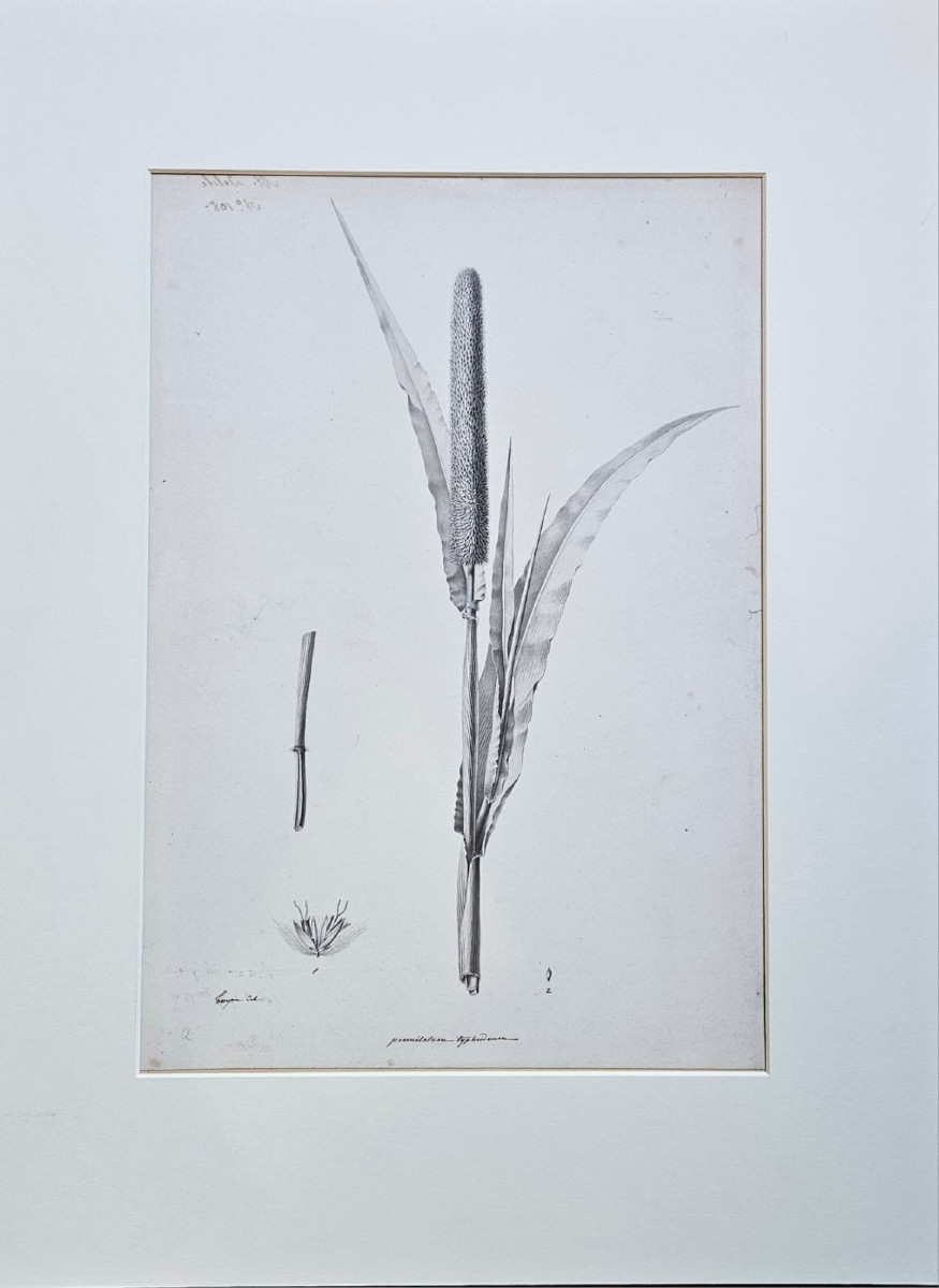 Roseau (pennistetum typhoideum), dessin au crayon par Jean-François Turpin (1775-1840)