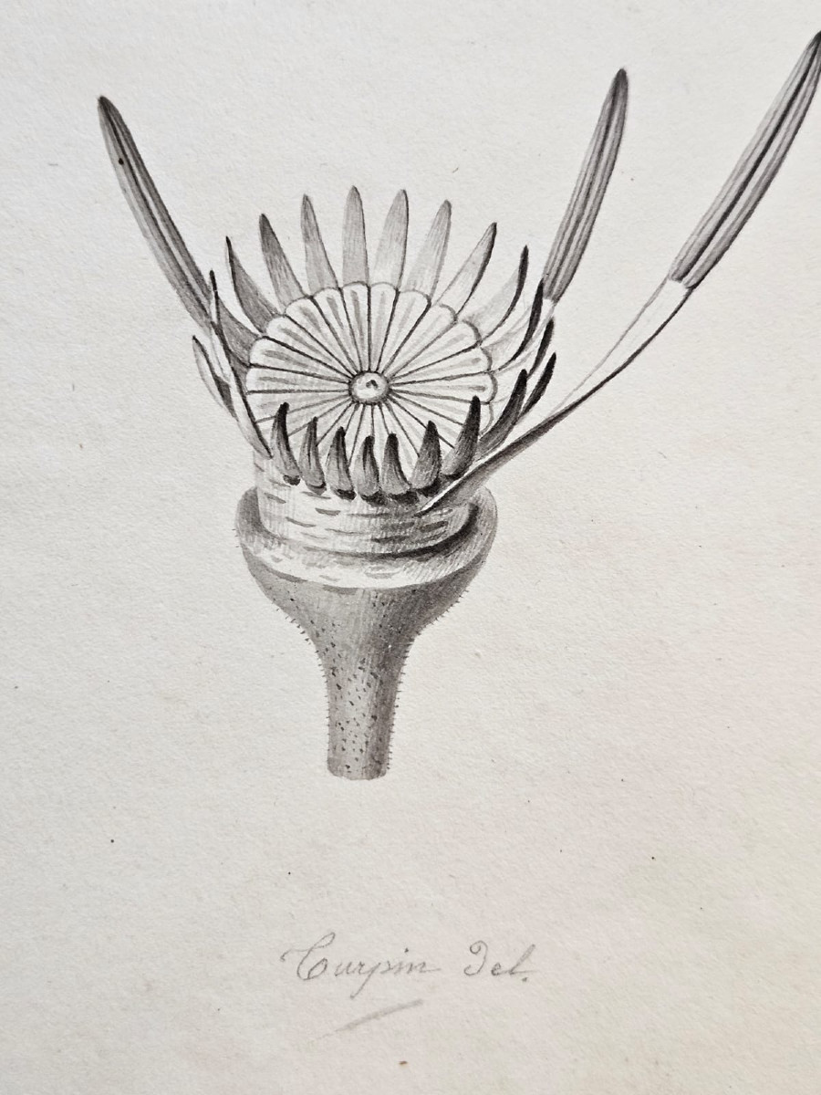 Water Lily (nymphaea Potas), Pencil Drawing By Jean-françois Turpin (1775-1840)-photo-2