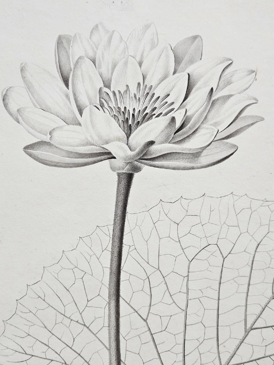Water Lily (nymphaea Potas), Pencil Drawing By Jean-françois Turpin (1775-1840)-photo-3