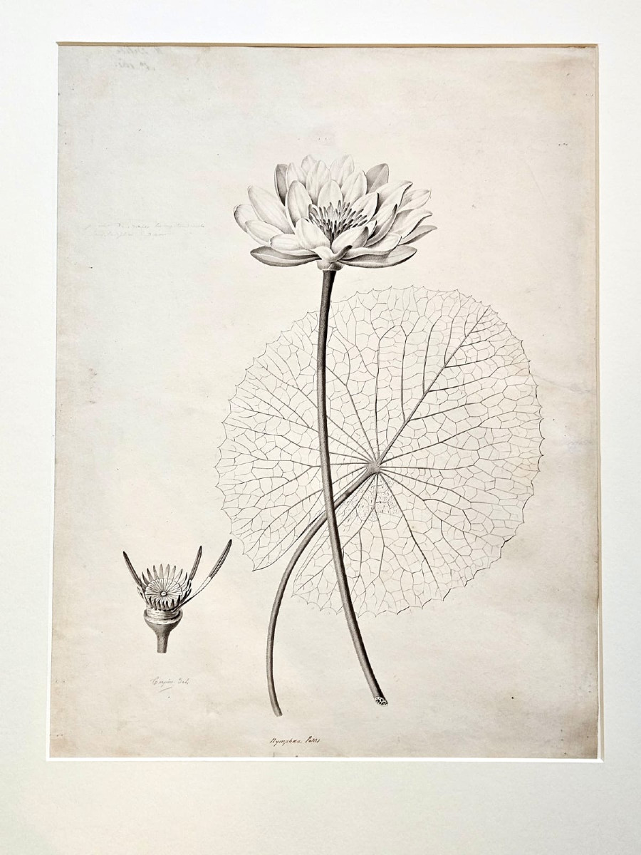 Water Lily (nymphaea Potas), Pencil Drawing By Jean-françois Turpin (1775-1840)