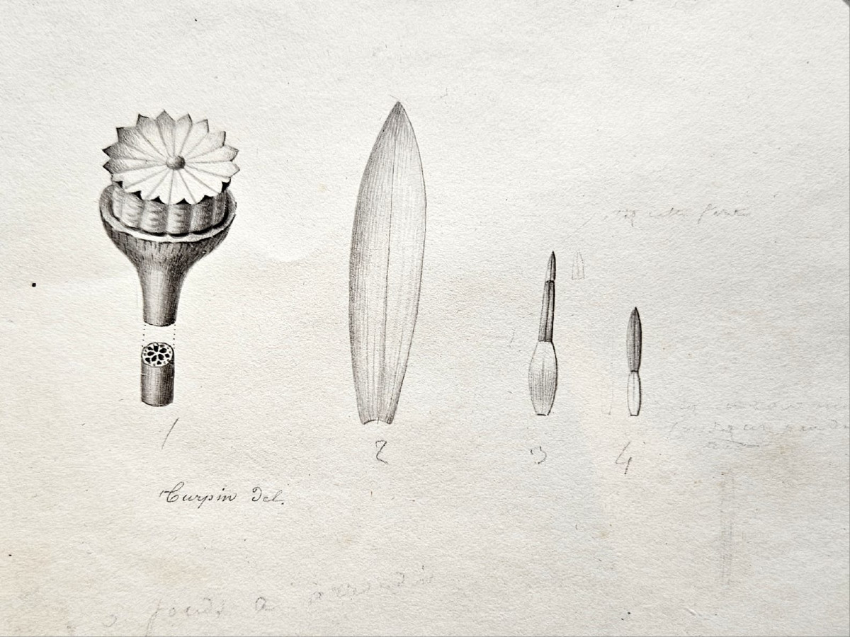 Nénuphar (nymphéa coerulea), dessin au crayon par Jean François Turpin (1775-1840)-photo-2