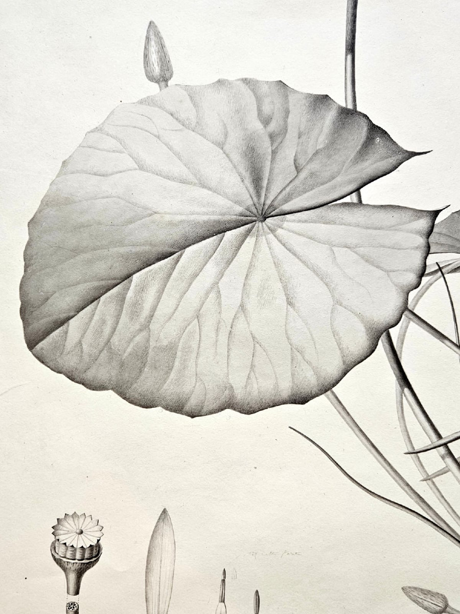 Nénuphar (nymphéa coerulea), dessin au crayon par Jean François Turpin (1775-1840)-photo-3