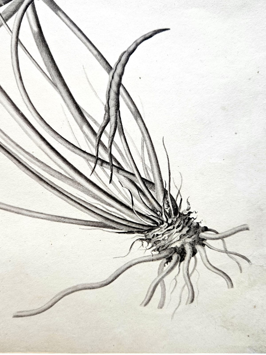 Nénuphar (nymphéa coerulea), dessin au crayon par Jean François Turpin (1775-1840)-photo-4