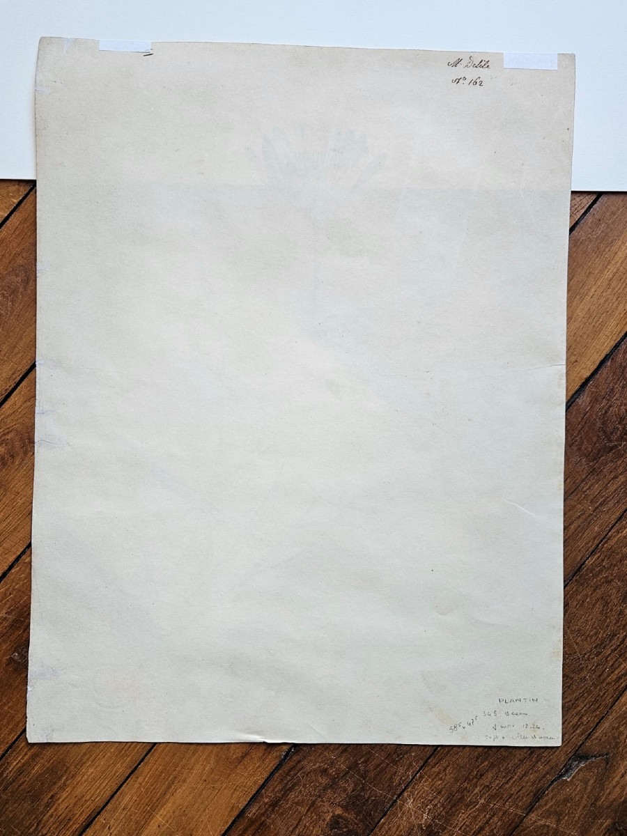 Nénuphar (nymphéa coerulea), dessin au crayon par Jean François Turpin (1775-1840)-photo-1