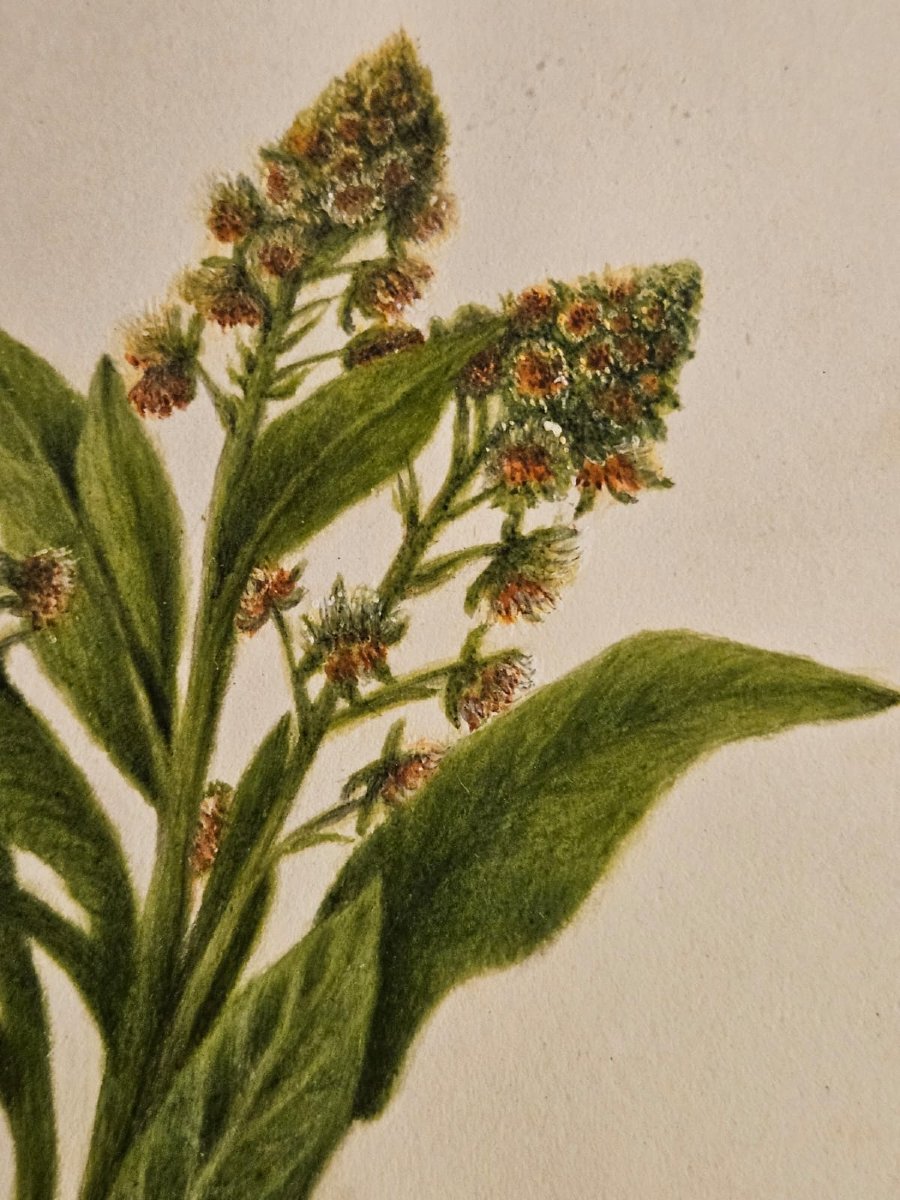 Mignonette (reseda Odorata), Watercolor, English Work, 1870-photo-3