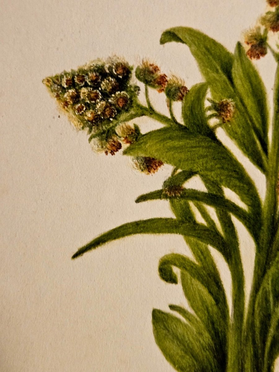 Mignonette (reseda Odorata), Watercolor, English Work, 1870-photo-4