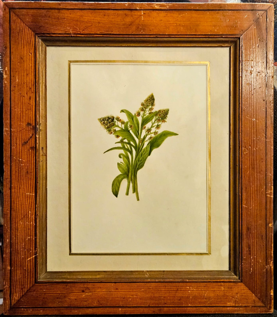 Mignonette (reseda Odorata), Watercolor, English Work, 1870