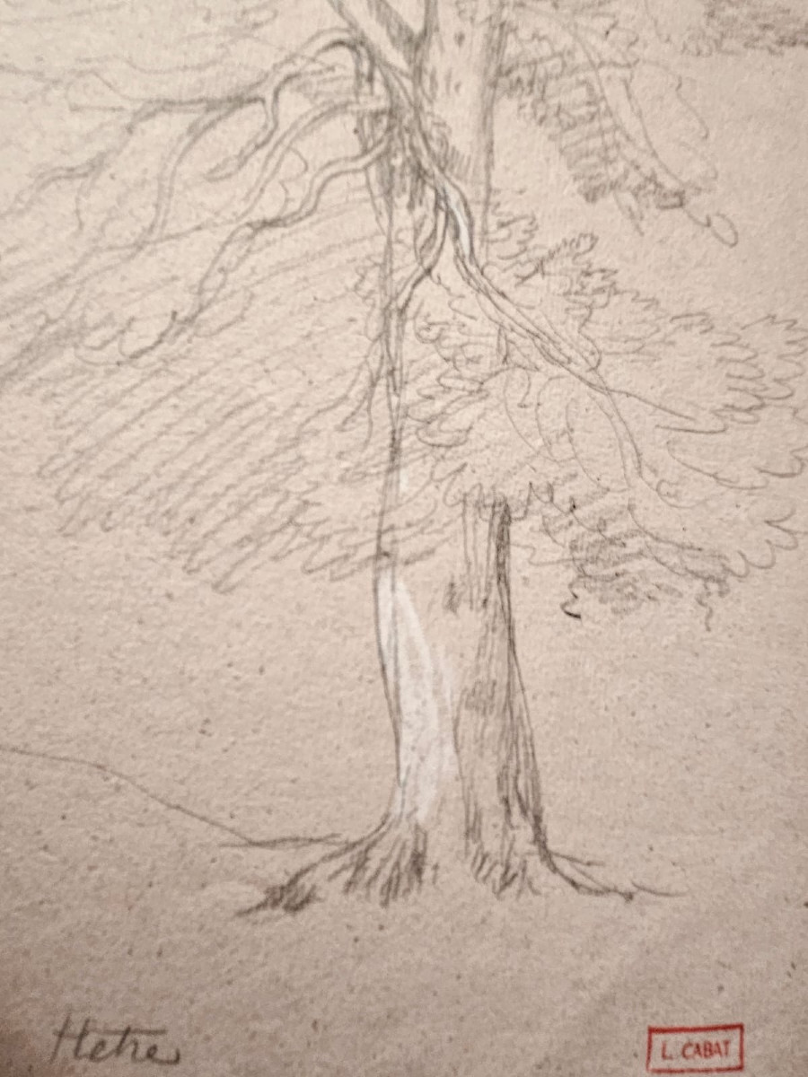 Le hêtre, dessin de Louis Cabat, fusain réhaussé de gouache blanche-photo-2