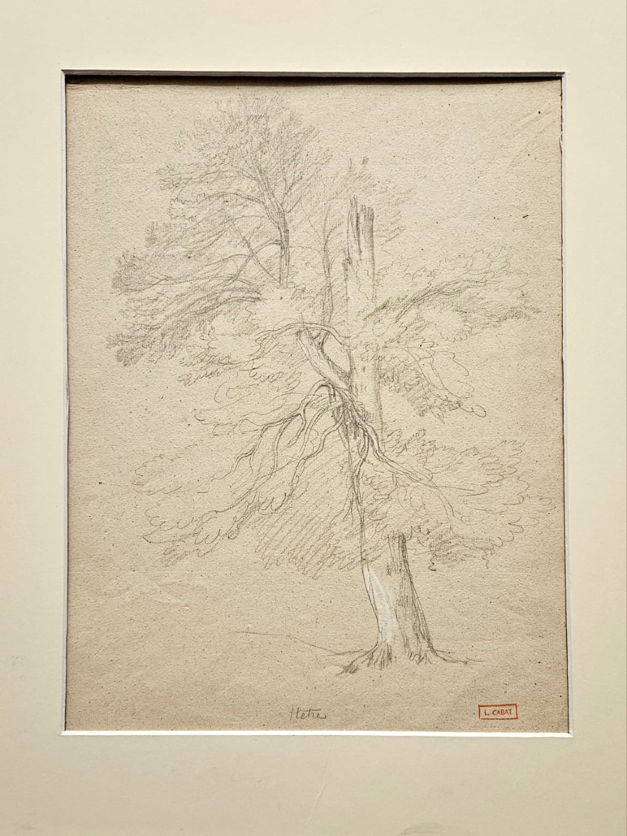 Le hêtre, dessin de Louis Cabat, fusain réhaussé de gouache blanche-photo-3